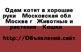 Одам котят в хорошие руки - Московская обл., Москва г. Животные и растения » Кошки   